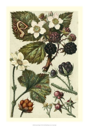 Framed Fruits &amp; Foliage VI Print