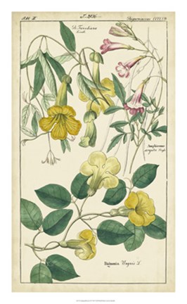 Framed Spring Blooms II Print