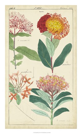 Framed Spring Blooms III Print