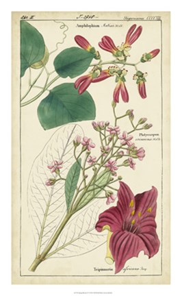 Framed Spring Blooms IV Print