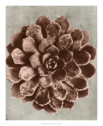 Framed Blossfeldt Redeux II Print