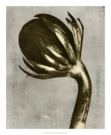 Framed Blossfeldt Redeux III Print