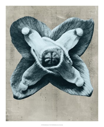 Framed Blossfeldt Redeux IV Print