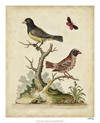 Framed Edwards Bird Pairs I Print