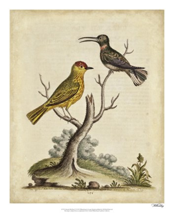 Framed Edwards Bird Pairs IV Print