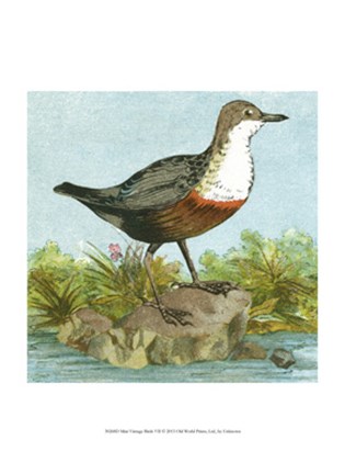 Framed Mini Vintage Birds VII Print