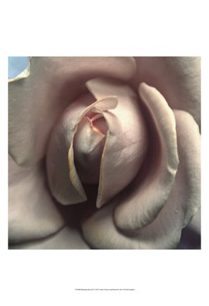 Framed Blushing Rose II Print