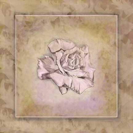 Framed Rose Square I Print