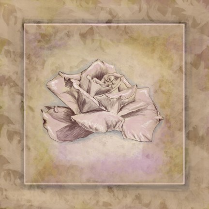 Framed Rose Square II Print