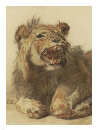 Framed Lion Snarling Print