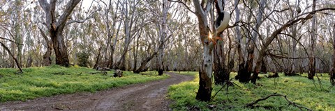 Framed Redgum Forest Print