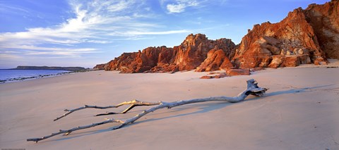 Framed Driftwood Print