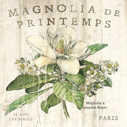 Framed Magnolia de Printemps Print