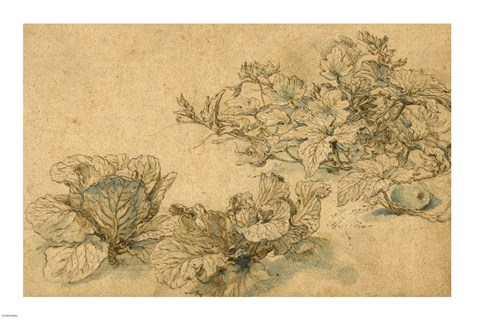 Framed Studies of a Marrow Plant and Cabbages Print