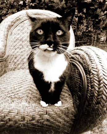 Framed Kitty I Print