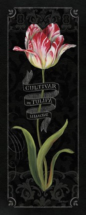 Framed Tulipa Botanica III Print