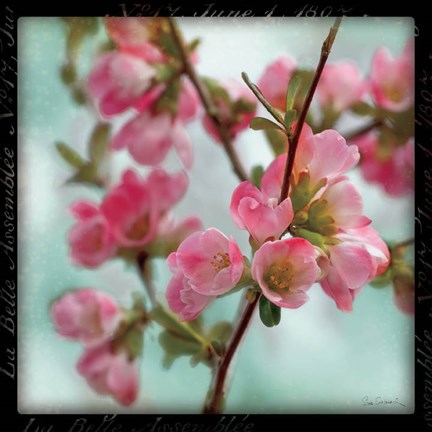 Framed Quince Blossoms II Print