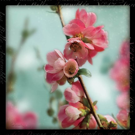 Framed Quince Blossoms III Print