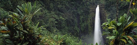 Framed Akaka Falls State Park, Hawaii, USA Print