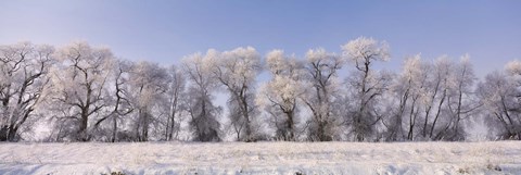 Framed Cottonwood trees covered with snow, Lower Klamath Lake, Siskiyou County, California, USA Print