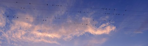 Framed Low angle view of birds perching on wires, Anza Borrego Desert State Park, California, USA Print