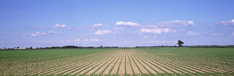 Framed Soybean field in a landscape, Marion County, Illinois, USA Print