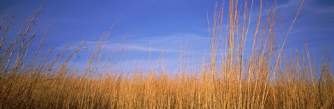 Framed Grass in a field, Marion County, Illinois, USA Print