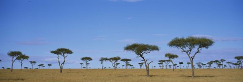 Framed Acacia trees on a landscape, Maasai Mara National Reserve, Kenya Print