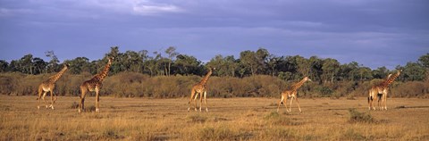 Framed View Of A Group Of Giraffes In The Wild, Maasai Mara, Kenya Print