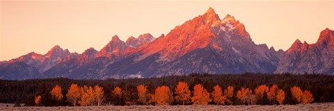 Framed Aspens, Teton Range, Grand Teton National Park, Wyoming, USA Print