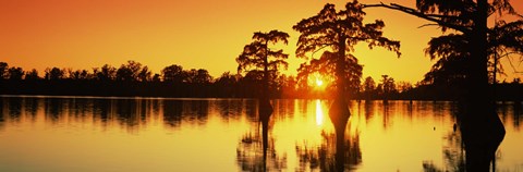 Framed Cypress trees at sunset, Horseshoe Lake Conservation Area, Alexander County, Illinois, USA Print