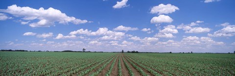 Framed Cornfield, Marion County, Illinois, USA Print
