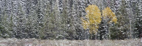 Framed Pine Trees In A Forest, Grand Teton National Park, Wyoming, USA Print