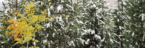 Framed Trees covered with snow, Grand Teton National Park, Wyoming, USA Print