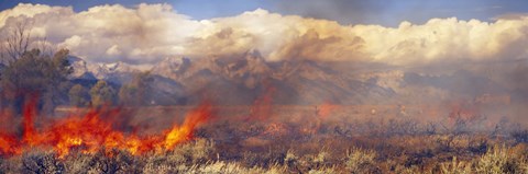 Framed Burning trees in a forest with mountain range in the background, Grand Teton, Grand Teton National Park, Wyoming, USA Print