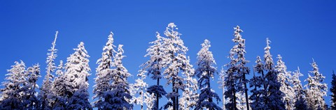 Framed Snow Covered Pine Trees, Oregon Print