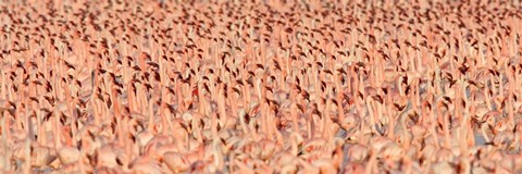 Framed Lesser flamingos Print