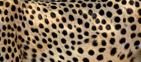 Framed Close-up of the spots on a cheetah Print