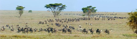 Framed Herd of wildebeest and zebras in a field, Ngorongoro Conservation Area, Arusha Region, Tanzania Print