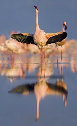 Framed Lesser flamingo wading in water, Lake Nakuru, Kenya (Phoenicopterus minor) Print