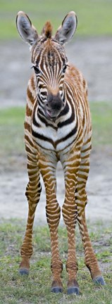 Framed Young zebra, Ngorongoro Conservation Area, Arusha Region, Tanzania Print