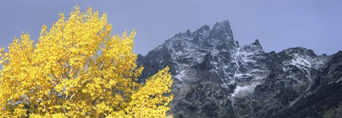 Framed Aspen tree with mountains in background, Mt Teewinot, Grand Teton National Park, Wyoming, USA Print