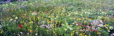 Framed High angle view of wildflowers in a national park, Grand Teton National Park, Wyoming, USA Print