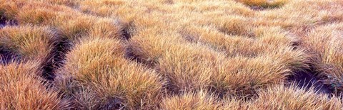 Framed Dry grass in a national park, South Fork Cascade Canyon, Grand Teton National Park, Wyoming, USA Print