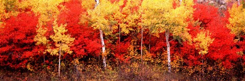 Framed Aspen and Black Hawthorn trees in a forest, Grand Teton National Park, Wyoming Print