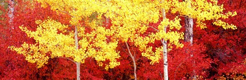 Framed Autumn in a forest, Grand Teton National Park, Wyoming Print