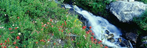 Framed Wildflowers near a stream, Grand Teton National Park, Wyoming, USA Print