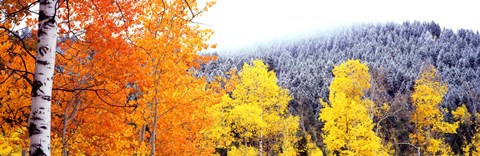 Framed Aspen trees in a forest, Blacktail Butte, Grand Teton National Park, Wyoming, USA Print