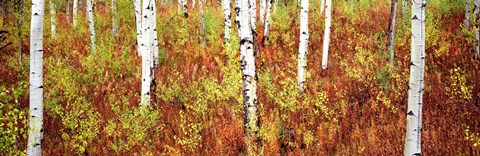 Framed Aspen trees in a forest, Shadow Mountain, Grand Teton National Park, Wyoming, USA Print