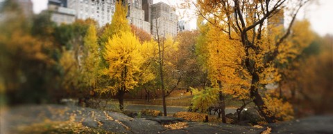 Framed Autumn trees in a park, Central Park, Manhattan, New York City, New York State, USA Print